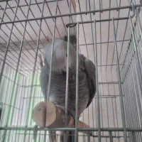 کاسکو نر۹ماهه