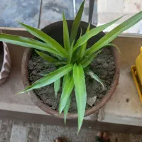 گل و گیاه و زیبا و دیدنی میدم|گل و گیاه طبیعی|تنکابن, |دیوار