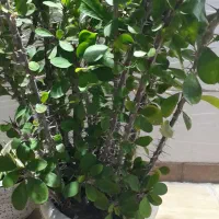 گل یشم و گل مرجان