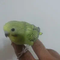 فروش 1جوجه مرغ عشق سرلاکی 30روزه|پرنده|بندرعباس, |دیوار