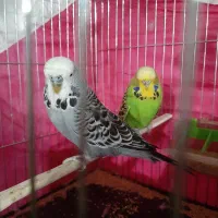 مرغ عشق انگلیسی گریدa