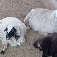 میش و بره و بزغاله