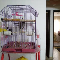 مرغ مینای شیطون و بلا