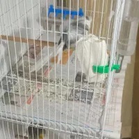 قناری فر آجی نر|پرنده|مشهد, کارمندان دوم|دیوار