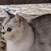 گربه بریتیش سیلورماده|گربه|شیراز, دوکوهک|دیوار