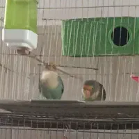 برزیلی باهوش و شیطون