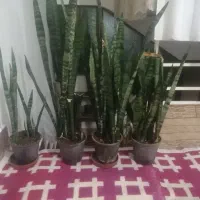 گل آپارتمانی ریشه پر وخانگی