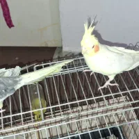 فروش پرنده