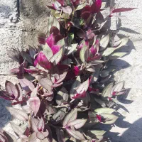 گل زیبا سنگر|گل و گیاه طبیعی|رشت, آزادگان|دیوار