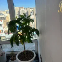 ادمین حضوری