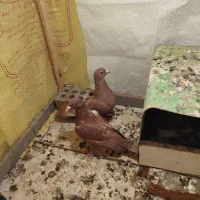 کفتر گلی|پرنده|زرند, |دیوار