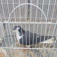 کفتر ساده سیاه ماده|پرنده|بجنورد, |دیوار