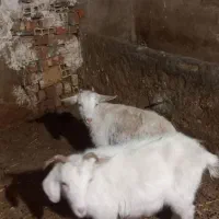 بزغاله  سانن