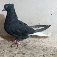 کفتر رنگی کبوتر المانی بوم