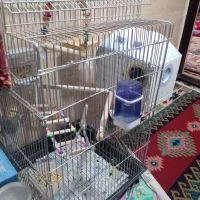 عروس هلندی کاملن سالم تخم گذاشته ۳|پرنده|جوادآباد, |دیوار