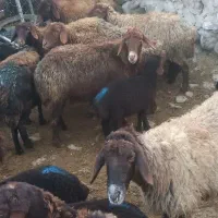 میش  بره|حیوانات مزرعه|سرولایت, |دیوار