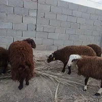 بره قوچ های افشاری همو و هترو