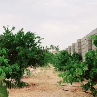 باغ شهری سیاخ دارنگون سیخ فارس مبین
