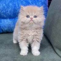 چشم خوشگلای بلا