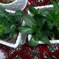 گل طبیعی سانسوریا کاکتوس (هدیه روز مادر)|گل و گیاه طبیعی|اراک, |دیوار