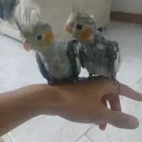 دو عدد عروس هلندی یک ماه تازه دونه خور