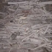 خرید انواع چوب