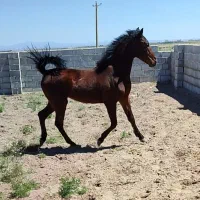 اسب کره نریان