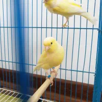قناری نر و ماده|پرنده|اصفهان, هفتون|دیوار