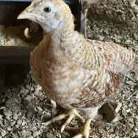 جوجه مرغ نژاد تخم‌گذار