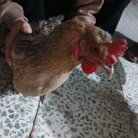 مرغ|حیوانات مزرعه|فلاورجان, |دیوار