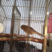 قناری ماده دارچینی