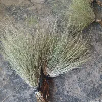 جارو محلی