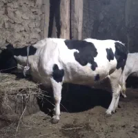 ۲عددگاو باگوساله هاش آبستن ۶ماهه