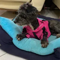 سگ پیدا شده|سگ|اصفهان, باغ دریاچه|دیوار