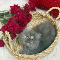 گربه بریتیش پرشین|گربه|گرگان, |دیوار