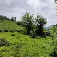 ۲هکتار زمین کوهپایه ای با بنا قدیمی جاده دیلمان|فروش زمین و ملک کلنگی|دیلمان, |دیوار