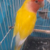 طوطی کوتوله با قفس معاوضه با مرغ عشق و عروس هلندی