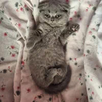 اسکاتیش بریتیش گربه|گربه|تهران, مجیدآباد|دیوار