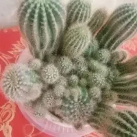 گل کاکتوس
