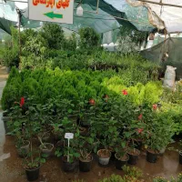 درخواست کارگر جهت کار در گلخانه|استخدام خدمات فروشگاه و رستوران|شیراز, دشت چنار|دیوار