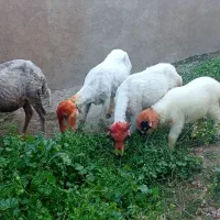 همه باهم 62تومن