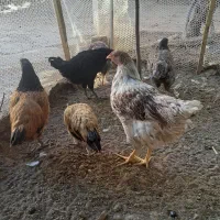 ویاندوت،وروک.لاکنزی،گلپایگان|حیوانات مزرعه|مشهد, ویلاشهر|دیوار