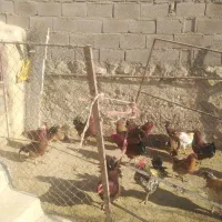 سلام 10 تا خروس رسمی به فروش می‌رسد هر