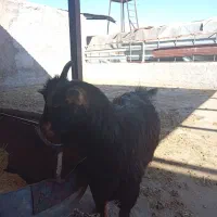 بزغاله|حیوانات مزرعه|زاویه, |دیوار