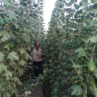 درخت صنوبر و کبوده|خدمات باغبانی و درختکاری|فلاورجان, |دیوار