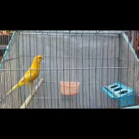 قناری نر مست