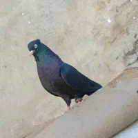 کبوتر امیدیه|پرنده|امیدیه, |دیوار