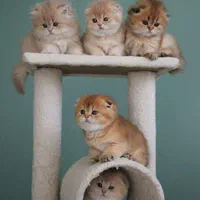 مجموعه گربه ها نژاددار(پرشین بریتیش اسکاتیش رگدال)