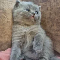 بچه گربه اسکاتیش اصیل|گربه|کرمان, |دیوار