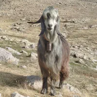 ساورن جوان و رش